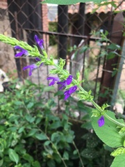 Salvia mexicana