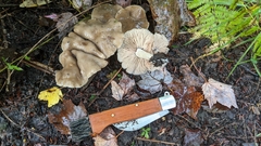 Entoloma