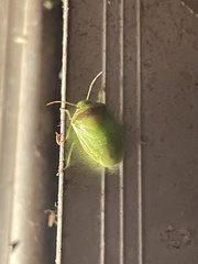 Piezodorus guildinii