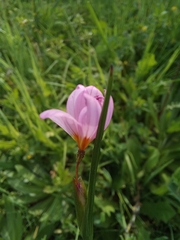 Olsynium scirpoideum