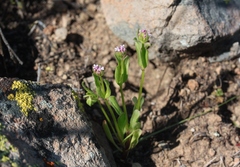 Plectritis ciliosa
