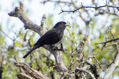 Knipolegus cyanirostris