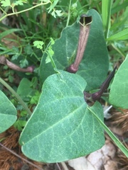 Aristolochia paucinervis