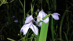 Solanum amygdalifolium