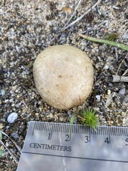 Scleroderma citrinum