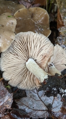 Entoloma