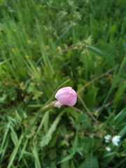 Olsynium scirpoideum