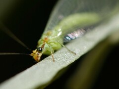Chrysopa coloradensis