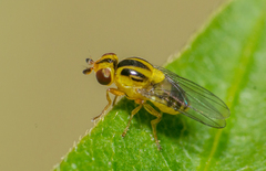 Thaumatomyia