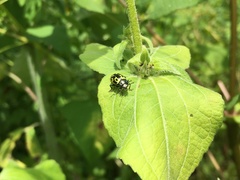 Zygogramma signatipennis