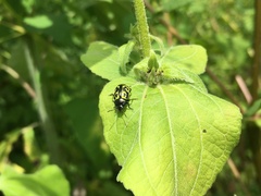 Zygogramma signatipennis