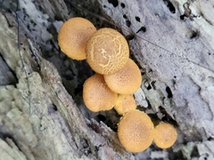 Pholiota granulosa