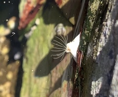 Hexanauplia