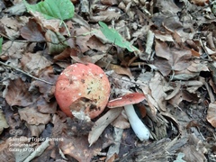 Russula
