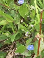 Omphalodes nitida