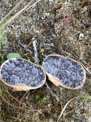 Scleroderma citrinum