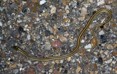 Thamnophis proximus orarius