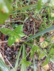 Albuca setosa