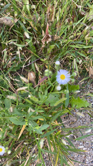 Erigeron annuus