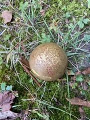 Baorangia