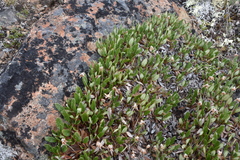 Dryas hookeriana