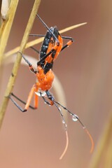 Poecilobdallus formosus