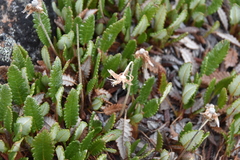 Dryas hookeriana