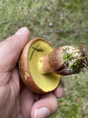 Baorangia