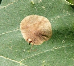 Ectoedemia platanella