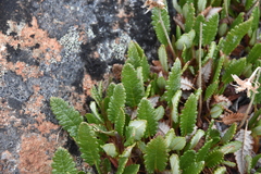 Dryas hookeriana