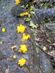 Dacrymyces chrysospermus