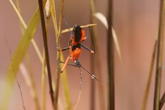 Poecilobdallus formosus