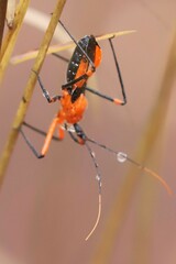 Poecilobdallus formosus