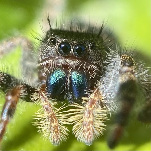 Bold Jumping Spider photographed in Minnesota