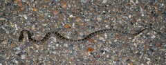 Pantherophis emoryi