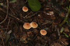 Marasmius