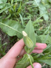 Silene latifolia