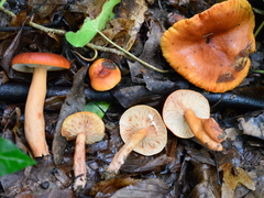 Lactarius subdulcis