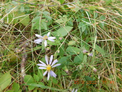 Symphyotrichum undulatum