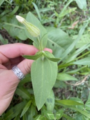 Silene latifolia