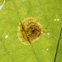 Ectoedemia platanella