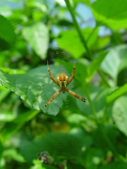 Argiope perforata