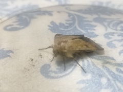 Helicoverpa armigera