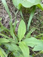 Silene latifolia