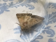 Helicoverpa armigera