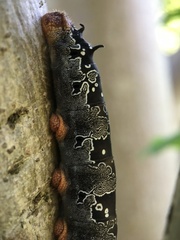 Arsenura polyodonta