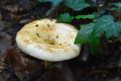 Lactarius evosmus