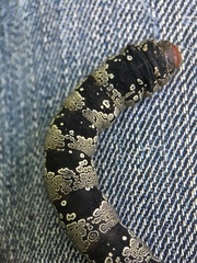 Arsenura polyodonta