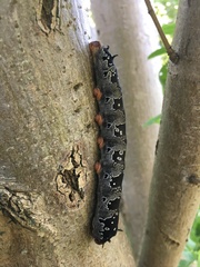 Arsenura polyodonta