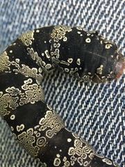 Arsenura polyodonta